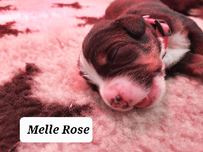 Melle Rose